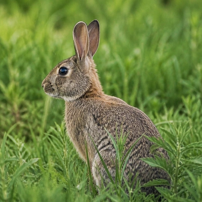 How to Teach an Easter Music Lesson Without Losing the Room